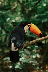 Papier Peint photo Toucan toucan on a branch