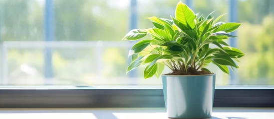 Deurstickers Green plant in flowerpot on window at business center in sunlight © LukaszDesign