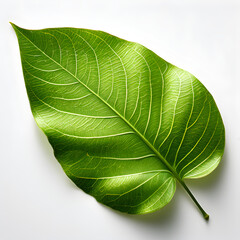 Obraz premium green leaf isolated on white