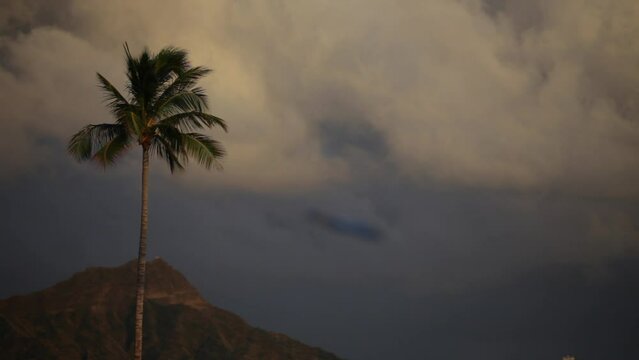 Palm tree in the breeze under overcast sky - dusk