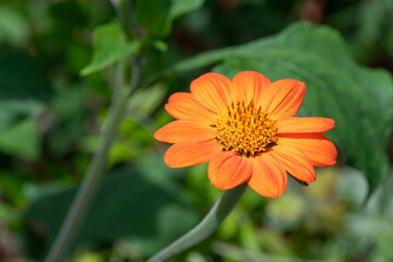 Close up of a Mexican sunflower (tithonia rotundifolia) in bloom