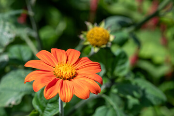 Close up of a Mexican sunflower (tithonia rotundifolia) in bloom