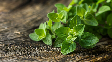 sprig of oregano, prized for its antimicrobial and anti-inflammatory effects - obrazy, fototapety, plakaty