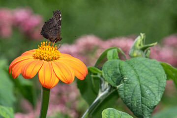 Close up of a peacock butterfly (aglais io) pollinating a Mexican sunflower