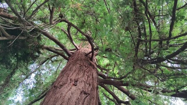 Tree from above