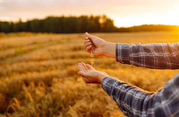 The hands of a farmer close up pour a handful of wheat grains in a wheat field. New crop season,...