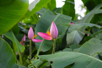 Beautiful banana flower with green leaves