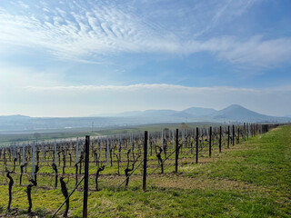 Naklejka premium vineyards in winter