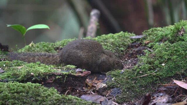 Nature wildlife image of Bornean Mountain Ground Squirrel on deep jungle forest.