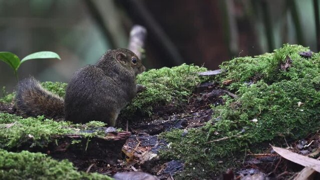 Nature wildlife image of Bornean Mountain Ground Squirrel on deep jungle forest.
