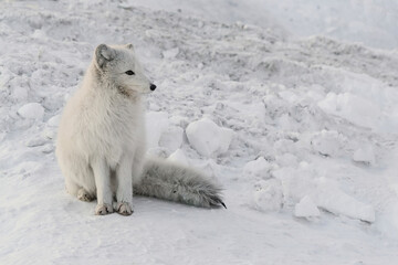 Life of Arctic foxes in the northern winter tundra. White and fluffy polar foxes hunting and playing in the snow. Wild fauna of the polar region on the Arctic islands