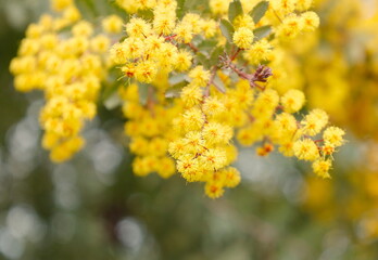 春イメージ：ミモザアカシア（プルプレア）の満開の花,国際女性デー,ギンヨウアカシア