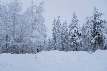 White snow covered forest landscape in Finnish lapland, Rovaniemi