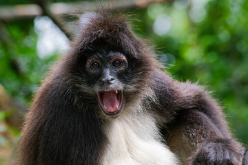 Black headed spider monkey sitting on a tree branch and looking in to the camera