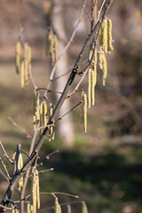 Catkins on a tree in spring. Spring in the forest.