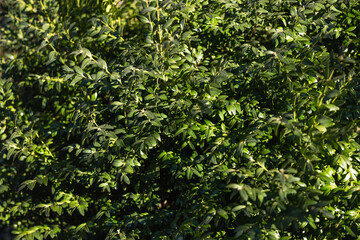 Fototapeta na wymiar Green boxwood leaves background. Natural background from green leaves.