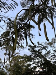 Flame tree beans, Royal Poinciana