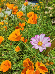 Vibrant Orange Poppies with Pink Cosmos Highlight, Sunny Garden Scene