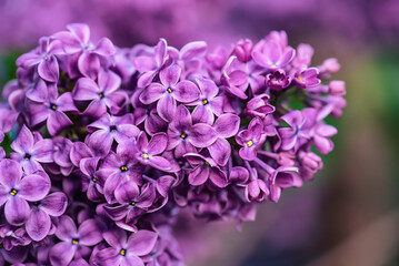 Lilac flowers macro - 753299997
