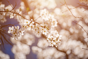 Apricot tree blossoms - 753300144
