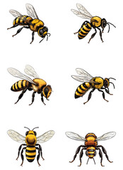 bee vector illustration isolated on white background. 
