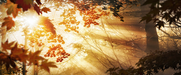 Sun rays in fog behind autumn leaves, with silhouettes and illuminated red foliage, panoramic format - 753300991