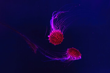 Group of fluorescent jellyfish swimming underwater aquarium pool with red light. Japanese sea nettle chrysaora pacifica in blue water, ocean. Theriology, biodiversity, undersea life, aquatic organism © katyamaximenko