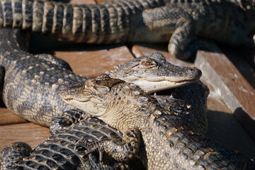 Eine Gruppe junger Alligatoren liegt am Wasser unter der Sonne Floridas