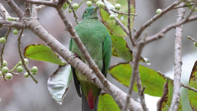 Nature wildlife footage of Black-naped Fruit Dove bird perching on tree full with wild fruit