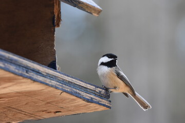 La Plaine 7 Mars 2024