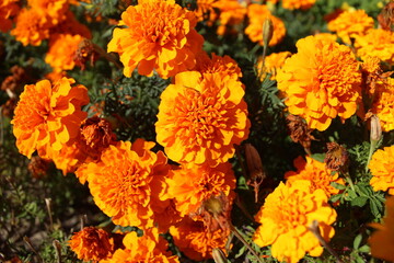 Orange marigold flowers, general plan, top view. Orange flowers in a flower bed - Powered by Adobe