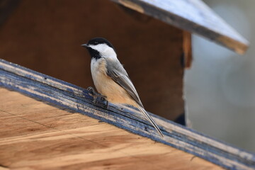 La Plaine 7 Mars 2024