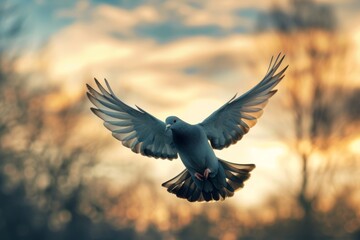 White dove against sunset sky