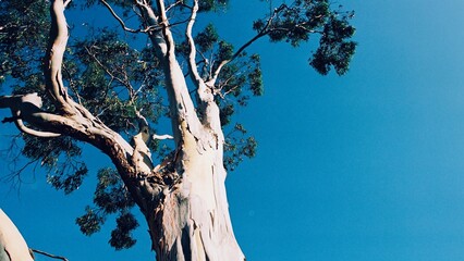 Gum trees, Sunshine Coast, Queensland, Australia