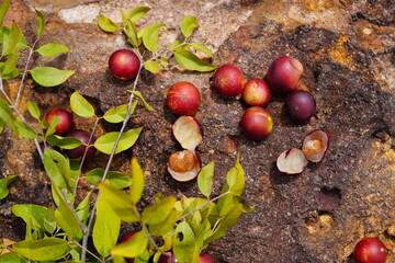 Ripe Camu Camu fruits (Myrciaria dubia), fresh and partially cut cross-sectionally. This is a rare...