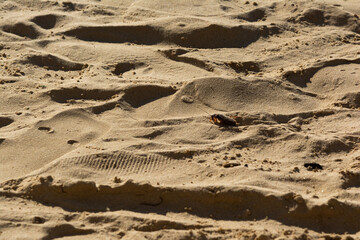A cockroach walks on the hot beach sand.