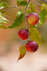 Ripe Camu Camu fruits (Myrciaria dubia) hanging on the bush. This is a rare fruit native to the banks of the Rio Negro river with the highest concentration of natural vitamin C. Near Manaus, Amazonas.