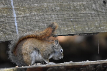 La Plaine 7 Mars 2024