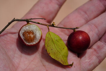Ripe Camu Camu fruits (Myrciaria dubia), fresh and partially cut cross-sectionally. This is a rare...