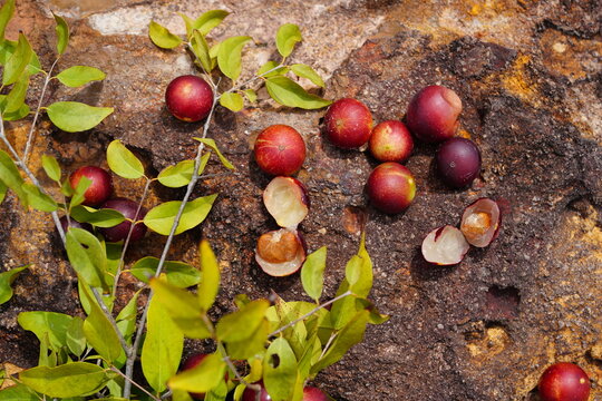 Ripe Camu Camu fruits (Myrciaria dubia), fresh and partially cut cross-sectionally. This is a rare fruit in Amazon rainforest, which is healthy and has the highest concentration of natural vitamin C.