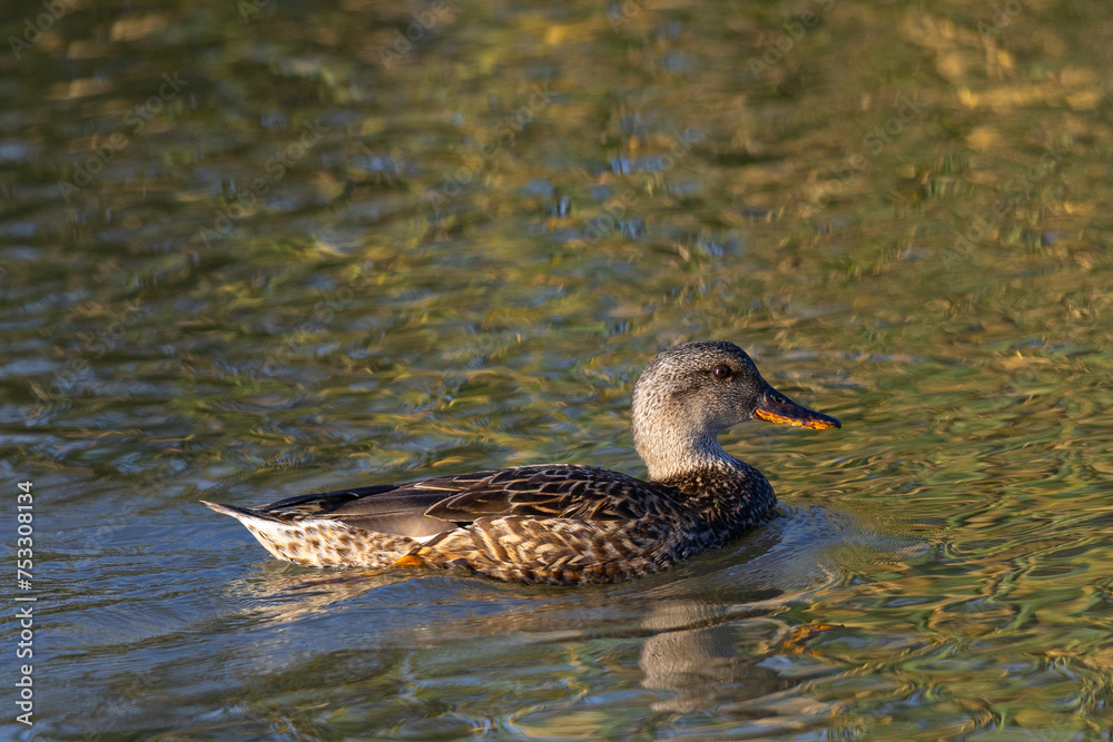 Canvas Prints Very close view of a female wild duck,  seen in a North California marsh