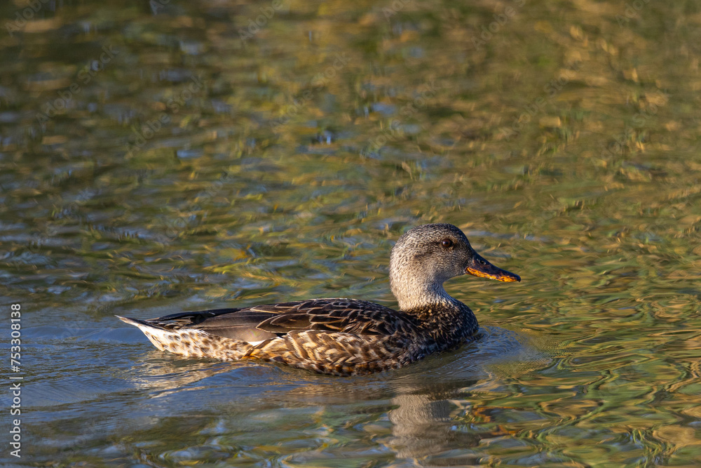 Canvas Prints Very close view of a female wild duck,  seen in a North California marsh