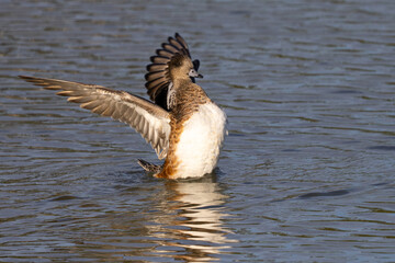 Female American wigeon flapping her wings, seen in a North California marsh