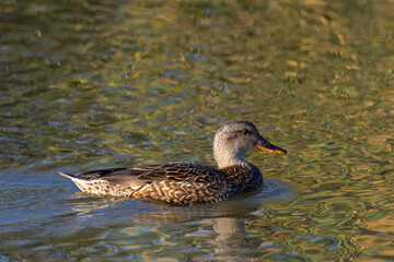Very close view of a female wild duck,  seen in a North California marsh