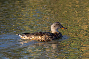 Very close view of a female wild duck,  seen in a North California marsh