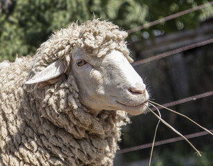 Domestic sheep animal on small farm