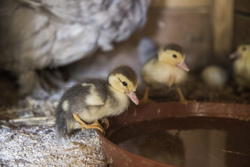 Domestic young ducks animal on small farm