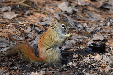 La Plaine 7 Mars 2024