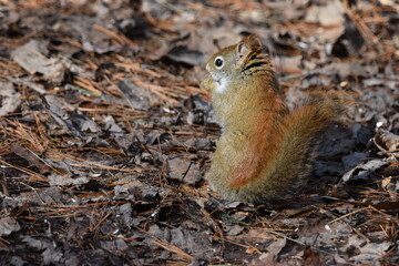 La Plaine 7 Mars 2024