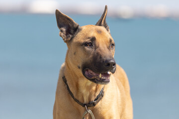 Portrait of a Belgian Malinois sheepdog